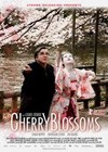 Cherry Blossoms (2008)2.jpg
